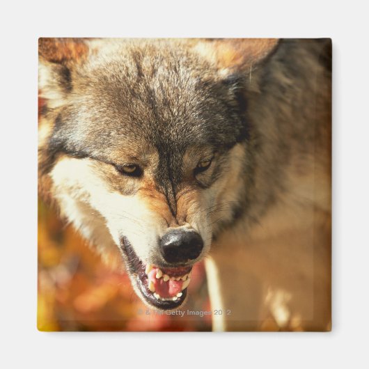 Porträt des Wölfels Magnet (Vorne)