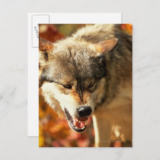 Porträt des Wölfels Postkarte (Vorne/Hinten)