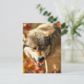 Porträt des Wölfels Postkarte (Stehend Vorderseite)