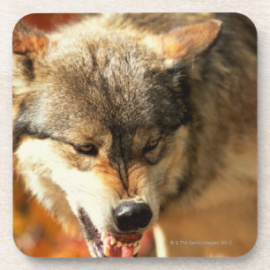 Porträt des Wolfs knurrend Getränkeuntersetzer
