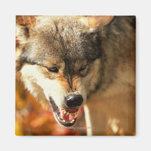 Porträt des Wolfs knurrend Magnet