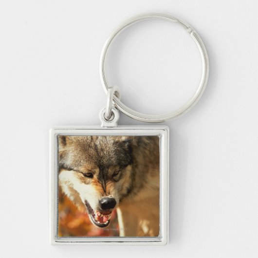 Porträt des Wolfs knurrend Schlüsselanhänger (Vorne)