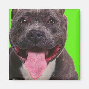 Porträt einer Bulldogge Magnet