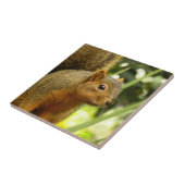 Porträt einer Eichhörnchennaturfotografie Fliese (Seite)