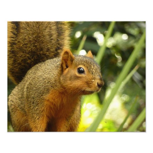Porträt einer Eichhörnchennaturfotografie Fotodruck (Vorne)