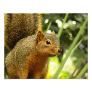 Porträt einer Eichhörnchennaturfotografie Fotodruck