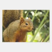 Porträt einer Eichhörnchennaturfotografie Geschenkpapier Set (Vorderseite)