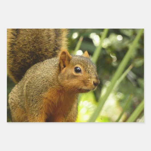 Porträt einer Eichhörnchennaturfotografie Geschenkpapier Set (Vorderseite)