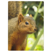 Porträt einer Eichhörnchennaturfotografie Klemmbrett (Rückseite)