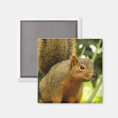 Porträt einer Eichhörnchennaturfotografie Magnet (Vorderseite/Rückseite)