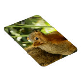 Porträt einer Eichhörnchennaturfotografie Magnet (Rechte Seite)