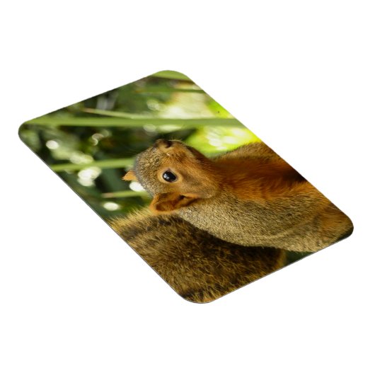 Porträt einer Eichhörnchennaturfotografie Magnet (Rechte Seite)
