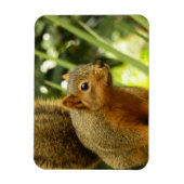 Porträt einer Eichhörnchennaturfotografie Magnet (Vertikal)