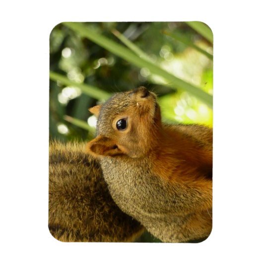 Porträt einer Eichhörnchennaturfotografie Magnet (Vertikal)