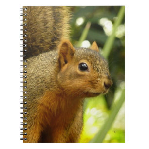 Porträt einer Eichhörnchennaturfotografie Notizblock