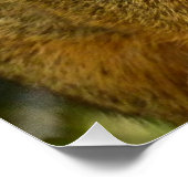 Porträt einer Eichhörnchennaturfotografie Poster (Ecke)