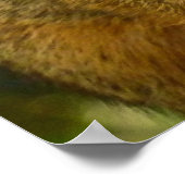 Porträt einer Eichhörnchennaturfotografie Poster (Ecke)