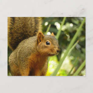 Porträt einer Eichhörnchennaturfotografie Postkarte