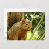 Porträt einer Eichhörnchennaturfotografie Postkarte (Vorne/Hinten)