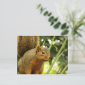Porträt einer Eichhörnchennaturfotografie Postkarte (Stehend Vorderseite)