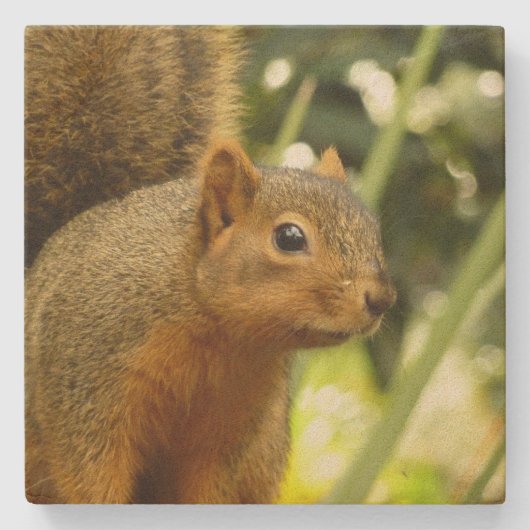 Porträt einer Eichhörnchennaturfotografie Steinuntersetzer (Vorderseite)