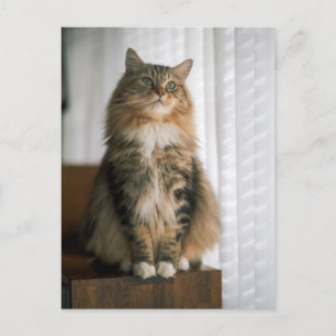 Porträt einer flauschigen Langhaarkatze mit Tabby- Postkarte