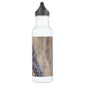 Porträt einer Kurzen Eule in den Marschen Edelstahlflasche (Rechts)