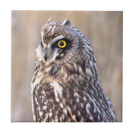 Porträt einer Kurzen Eule in den Marschen Fliese (Vorderseite)