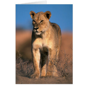 Porträt einer Löwin (Panthera Leo)