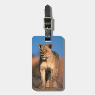 Porträt einer Löwin (Panthera Leo) Gepäckanhänger