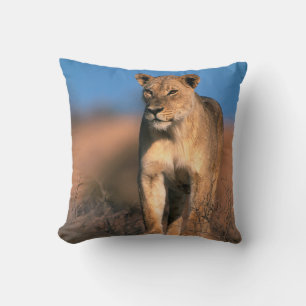 Porträt einer Löwin (Panthera Leo) Kissen