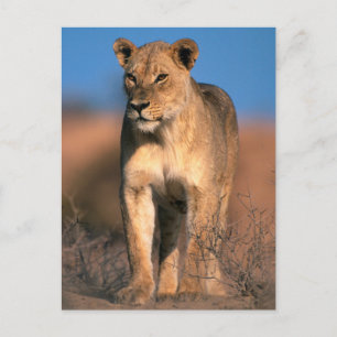 Porträt einer Löwin (Panthera Leo) Postkarte