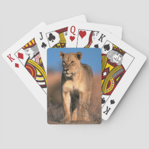 Porträt einer Löwin (Panthera Leo) Spielkarten