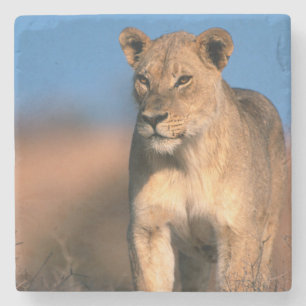 Porträt einer Löwin (Panthera Leo) Steinuntersetzer