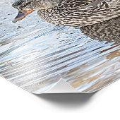 Porträt einer männlichen und weiblichen Stockente Fotodruck (Ecke)