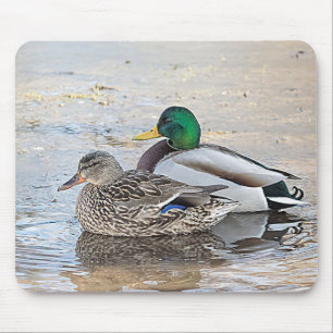 Porträt einer männlichen und weiblichen Stockente Mousepad