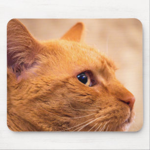 Porträt einer neugierigen orange getigerten Hauska Mousepad