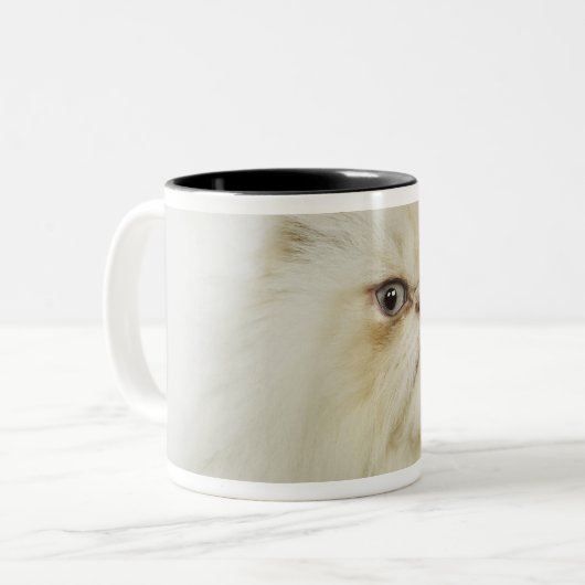 Porträt einer persischen Katze Zweifarbige Tasse (Vorderseite Links)