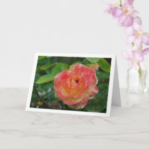 Porträt einer rosa und gelben floralen Rose Karte