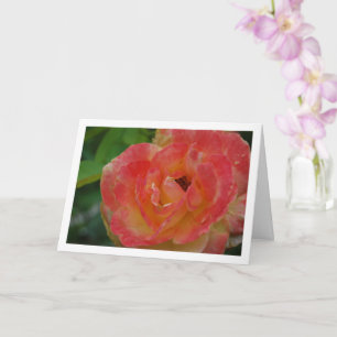 Porträt einer rosa und gelben Rose Karte