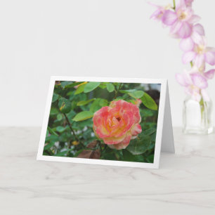 Porträt einer rosa und gelben Rosenblume Karte