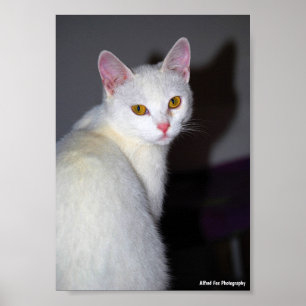 Porträt einer weißen Katze Poster