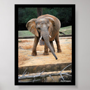 Porträt eines afrikanischen Elefanten Poster