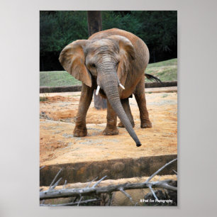Porträt eines afrikanischen Elefanten Poster
