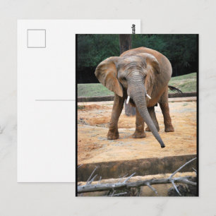 Porträt eines afrikanischen Elefanten Postkarte