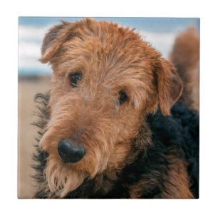 Porträt eines Airedale Terriers Fliese