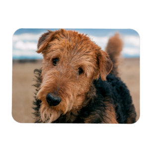 Porträt eines Airedale Terriers Magnet