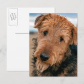 Porträt eines Airedale Terriers Postkarte (Vorne/Hinten)
