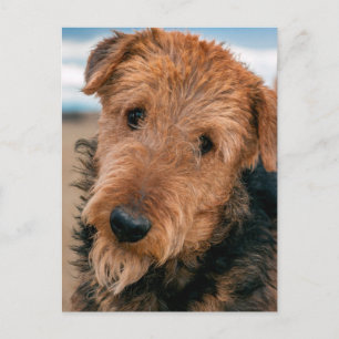 Porträt eines Airedale Terriers Postkarte