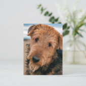 Porträt eines Airedale Terriers Postkarte (Stehend Vorderseite)